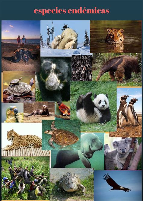Del 1 al 10, ¿cuánto sabes de algunas de nuestras especies de animales emblemáticos más amenazadas?